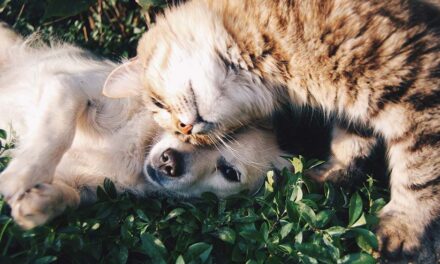 Diabetes in Dogs & Cats