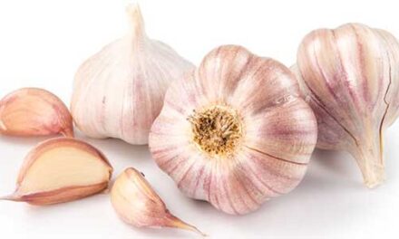 Garlic and Aged Garlic Extract Immunity Boosters
