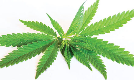 Cannabis Has Serious Medical Benefits